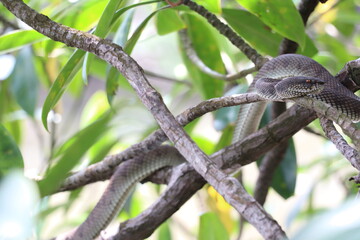snake
