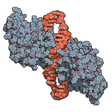 NF-kB (nuclear factor kappa-light-chain-enhancer of activated B cells) protein complex. Plays a role in cancer and inflammation. 3D rendering, atoms are represented as color-coded spheres.