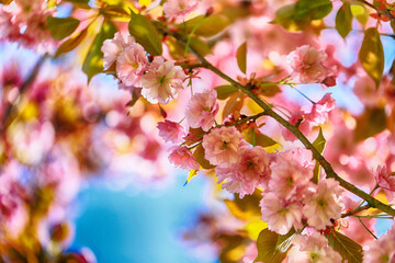 Pink blossom flowers branch in spring