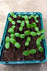 Small, green plants of cucumbers in plastic pots