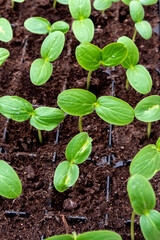 Small, green plants of cucumbers in plastic pots, close up