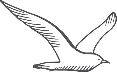 Seagull sketch. Hand drawn sea bird flying