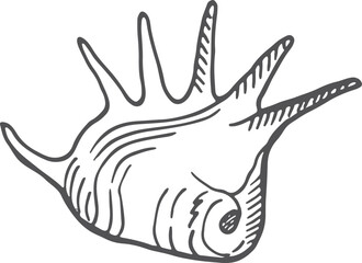 Seashell icon. Hand drawn mollusk shell sketch