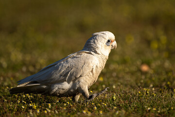 Little Corella1