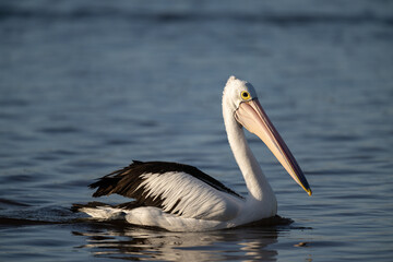 Pelican 2