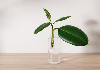 Ficus elastica seedlings with roots in bottle of water against white wall with shadows. botanical...