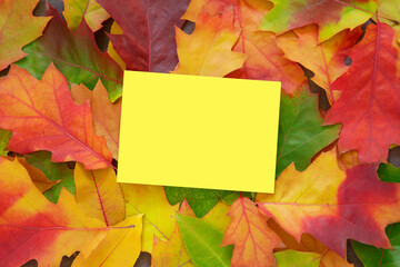Naklejka na ściany i meble Yellow mock up blank for copy space on natural Autumn leaves frame