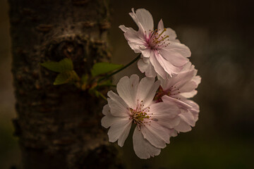 Flowers blooming in the garden
