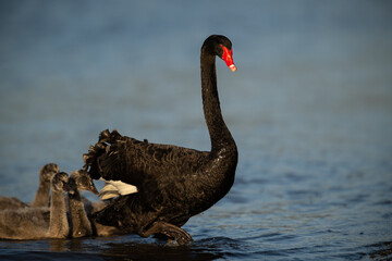 Naklejka premium Black swan mother