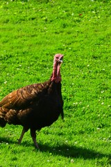 Wild turkey bird
