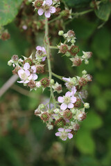 Pink bramble flowers in close up