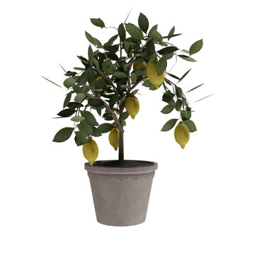 Lemon Tree Isolated On White