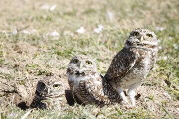 Familia de lechuzas | Owl Family