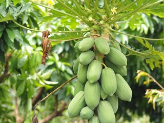 Organic, green papaya on tree with leaves 