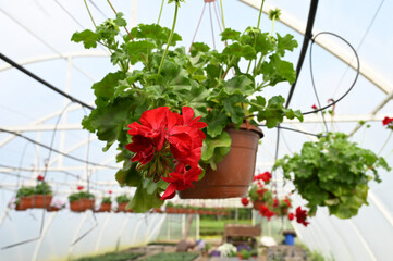 Fototapeta na wymiar Close up of pelargonium hanging basket in the greenhouse with drip irrigation system