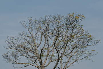 tree and sky