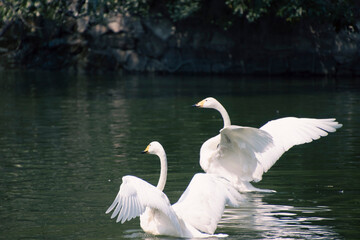 Obraz premium Swans on Water