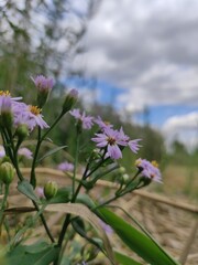 flowers in the field
