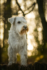 Schnauzer is standing in the forest. It is autumn portret.