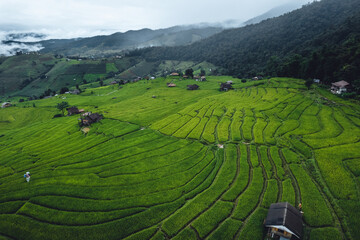 Obraz premium High angle view Green Rice field on terraced in Chiangmai