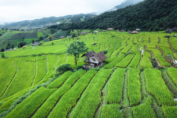 High angle view Green Rice field on terraced in Chiangmai