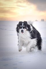 Tricolor border collie is running in the snow. He is so fluffy dog.