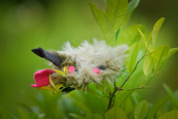 Soft fluffy fleece toys for dog. soft toy from fleece suitable for every dog and cat