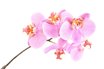 Studio shot of a pink orchid with many flowers