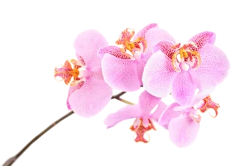 Abwaschbare Fototapete Studio shot of a pink orchid with many flowers © Ljupco Smokovski