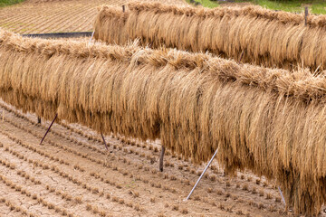 close up of straw