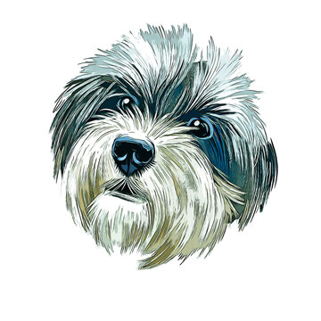 Havanese Cuban Bichon Dog Breed Watercolor Sketch Hand Drawn Painting Silhouette Sticker Illustration Sublimation EPS Vector Graphic