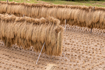 Fototapeta premium close up of straw