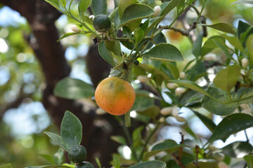 Fresh Calamondin Fruit Tree Growing in the Summer