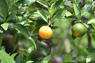 Green And Orange Calamondin Fruit on a Tree