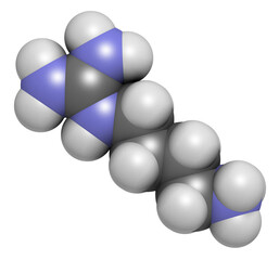 Agmatine molecule, 3D rendering.