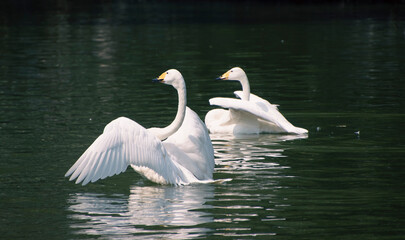 Swans in Water