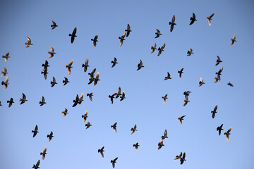 flock of birds