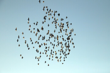 flock of birds