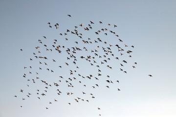 flock of seagulls
