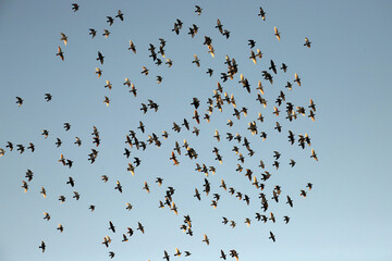 flock of birds