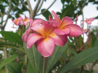 Fototapeta premium Japanese frangipani or adenium is a species of ornamental plant, the stem is large, the bottom resembles a tuber, the stem is not cambium, the roots can enlarge to resemble a tuber.