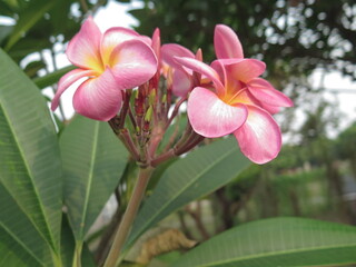 Japanese frangipani or adenium is a species of ornamental plant, the stem is large, the bottom resembles a tuber, the stem is not cambium, the roots can enlarge to resemble a tuber.