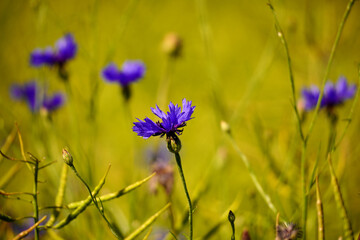 Kornblume blau