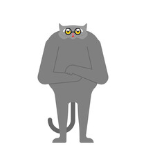 Old cat isolated. Grandpa cat. Vector illustration.