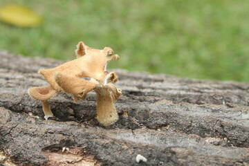 Dead oyster mushrooms are brown