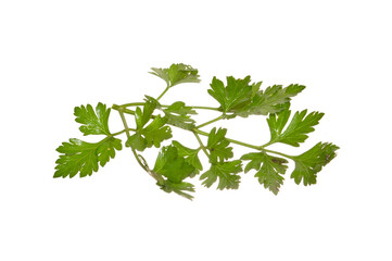 parsley isolated on white background