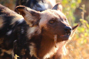 Blutbesudelter Afrikanischer Wildhund nach Beutezug / Bloodstained African wild dog after killing an Impala / Lycaon pictus