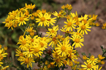 Yellow ragwort flowers in close up