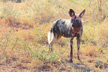 Fototapeta premium Blutbesudelter Afrikanischer Wildhund nach Beutezug / Bloodstained African wild dog after killing an Impala / Lycaon pictus