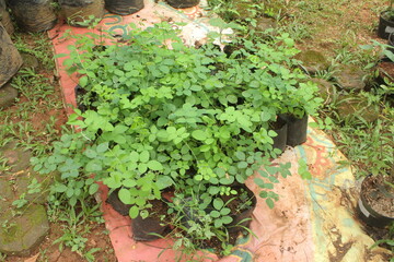 plant nursery in the garden
